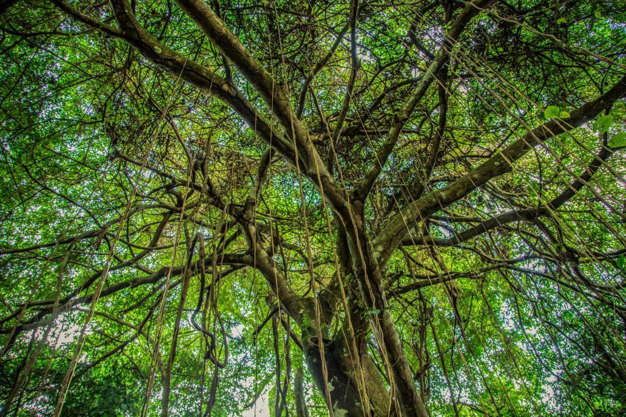 Amazon Muyuna Lodge Paraíso 외부 사진